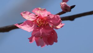 粉紅色山櫻花縮圖