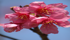 粉紅色山櫻花縮圖