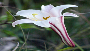 淡紫色台灣百合縮圖