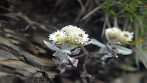 尼泊爾籟蕭縮圖