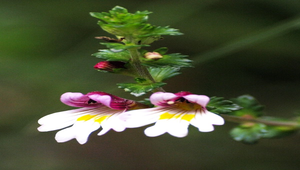 玉山小米草縮圖