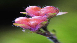 玉山水苦滿縮圖