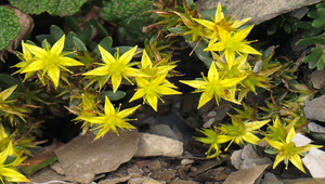 玉山佛甲草縮圖