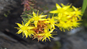 玉山佛甲草縮圖