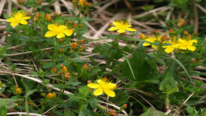 玉山金絲桃縮圖