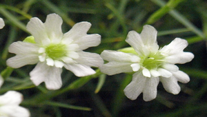 玉山蠅子草縮圖