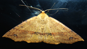 蛾縮圖