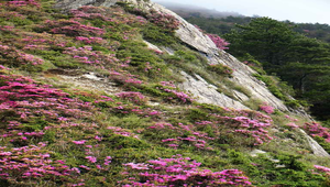 台灣高山杜鵑縮圖