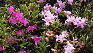 台灣高山杜鵑縮圖