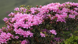 台灣高山杜鵑縮圖