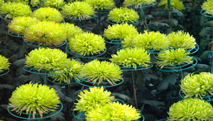 菊花縮圖