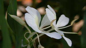 野薑花縮圖