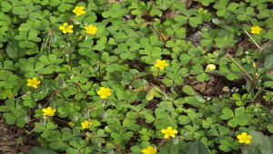 黃花酢漿草縮圖