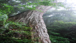 桃園縣_拉拉山_神木-資源代表圖