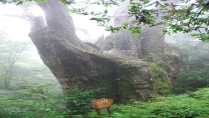 桃園縣_拉拉山_18號神木-資源代表圖