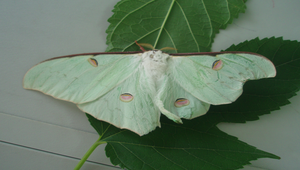長尾水青蛾照片縮圖