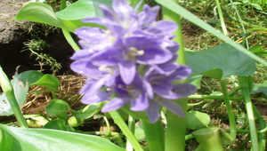 布袋蓮開花照片縮圖