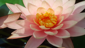 睡蓮開花照片縮圖
