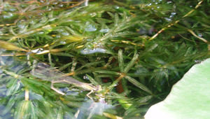 豆娘產卵縮圖