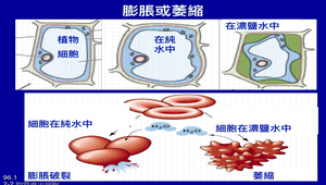 細胞與物質進出 -資源代表圖