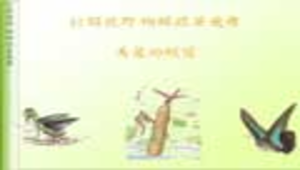 低年級蝴蝶復育教學簡報縮圖