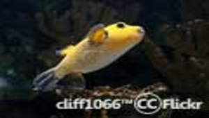 河魨學習單-北濱大偵探縮圖