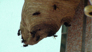 虎頭蜂築巢縮圖