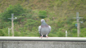 鴿子縮圖