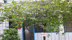 山茶花縮圖