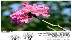 洋紅風鈴木縮圖