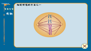 細胞分裂(有絲分裂)縮圖