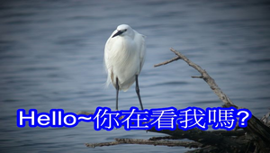 鳥類圖片