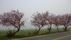 風景縮圖