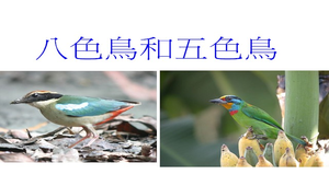 八色鳥和五色鳥縮圖