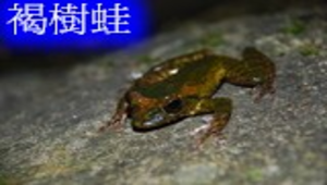 褐樹蛙縮圖