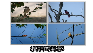 枝頭小鳥-資源代表圖