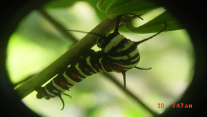 大白斑蝶幼蟲縮圖
