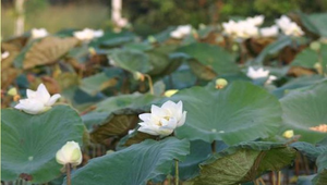 水水濕樂園縮圖