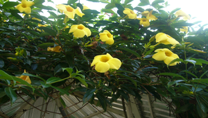 軟枝黃蟬-1縮圖