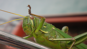 蚱蜢3縮圖