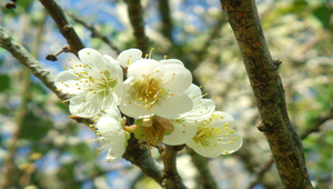 梅花3縮圖