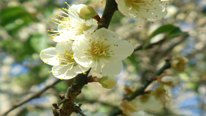 梅花2縮圖