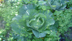 高麗菜 縮圖