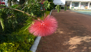 紅粉撲花2縮圖