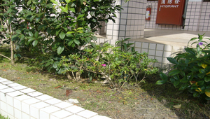 杜鵑1縮圖
