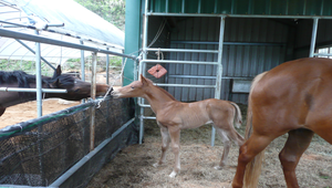 小馬縮圖