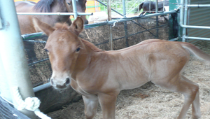 小馬縮圖