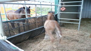 小馬縮圖
