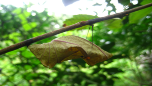 黃裳鳳蝶的蛹-資源代表圖
