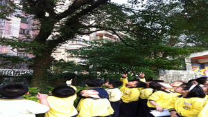 校園裡的大樹縮圖